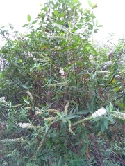 Veronica stricta stricta