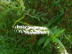 Veronica stricta stricta