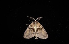 Pseudocoremia suavis