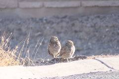 Athene cunicularia