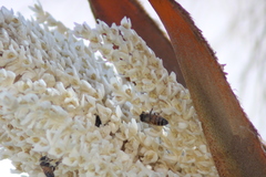 Apis mellifera