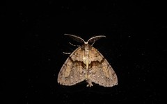 Pseudocoremia suavis