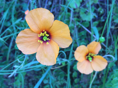 Papaver heterophyllum