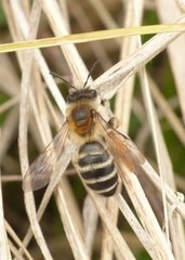 Andrena gravida