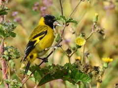 Hooded Siskin photo 3