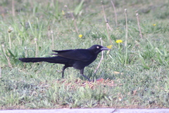 Quiscalus mexicanus