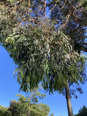 Eucalyptus nicholii