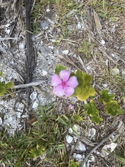 Catharanthus roseus image