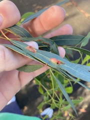 Eucalyptus nicholii