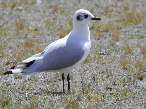 Andean Gull｜安第斯鸥 参考照片