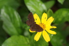 Detritivora hermodora