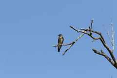 Stelgidopteryx ruficollis