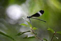 Psolodesmus mandarinus mandarinus