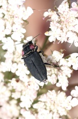 Romanophora verecunda