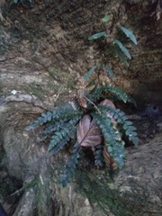 Blechnum membranaceum