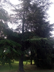 Cedrus atlantica