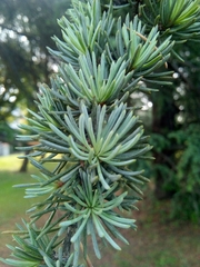 Cedrus atlantica