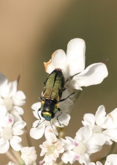 Bilyaxia