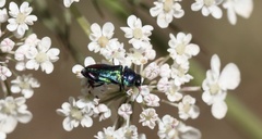 Bilyaxia concinna