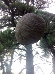 Cedrus atlantica