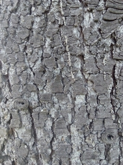 Cedrus atlantica