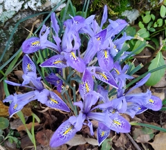Iris histrio