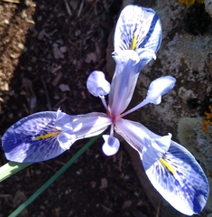 Iris histrio