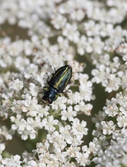 Bilyaxia