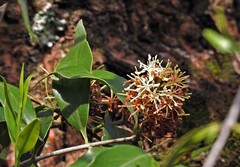 Tripodanthus acutifolius