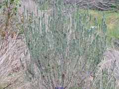Lavandula stoechas luisieri