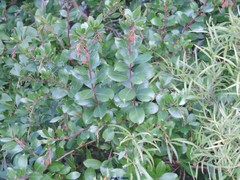 Phillyrea angustifolia