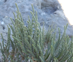 Halocnemum strobilaceum