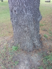 Cedrus atlantica