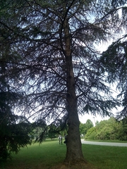 Cedrus atlantica