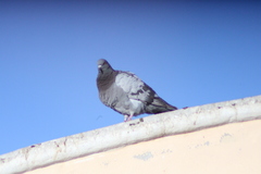Columba livia