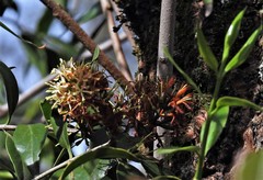 Tripodanthus acutifolius