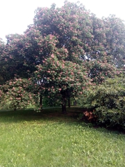Aesculus × carnea
