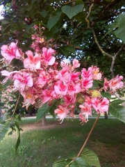 Aesculus × carnea