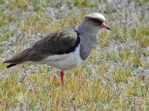 Vanneau des Andes (Vanellus resplendens)