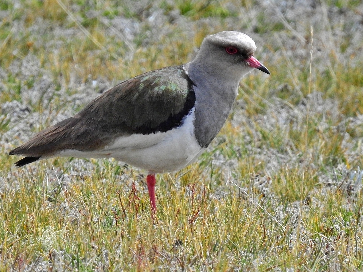 Andean Lapwing illustration