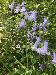 Hyacinthoides non-scripta