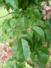 Aesculus × carnea
