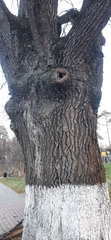 Quercus robur