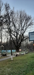Quercus robur