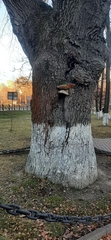 Quercus robur
