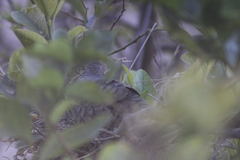 Columbina inca