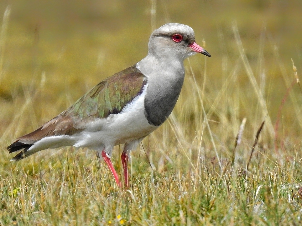 Andean Lapwing