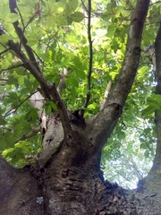 Aesculus × carnea