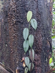 Philodendron hopkinsianum