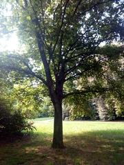 Aesculus × carnea
